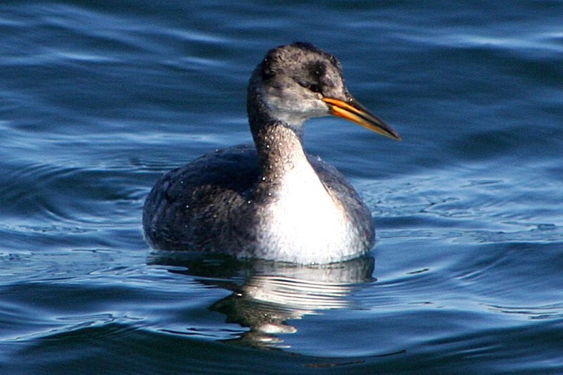 Red-necked Grebe - ML63209641