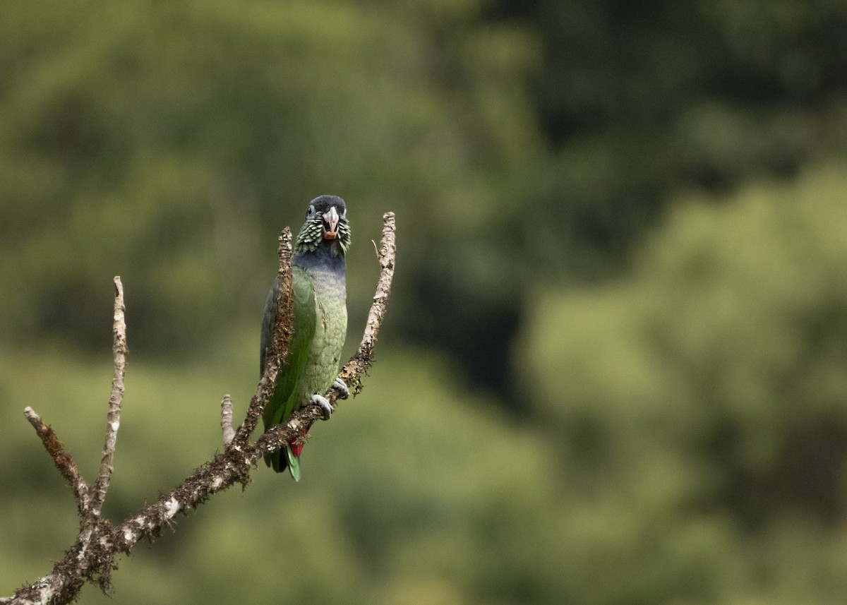 Red-billed Parrot - ML632096509