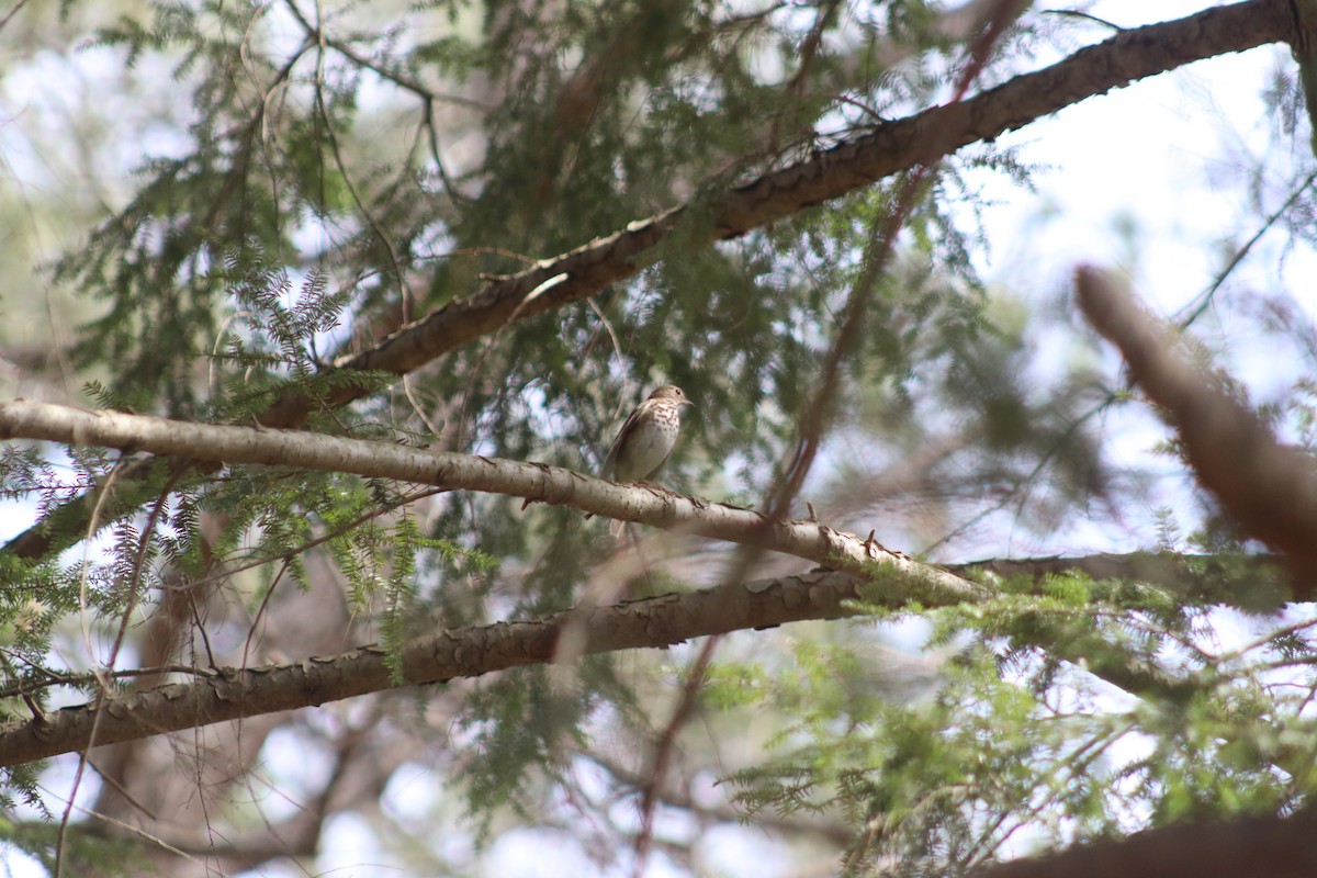 Hermit Thrush - ML632096818
