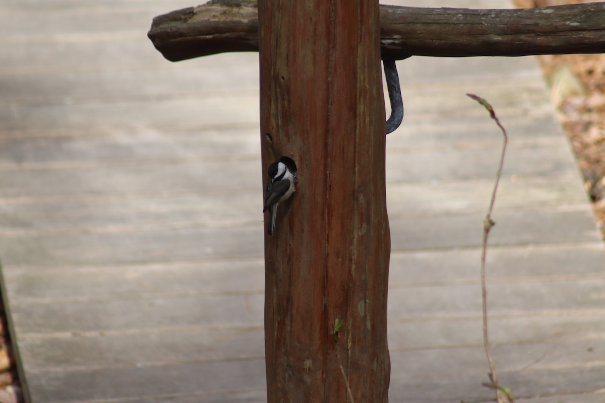 Carolina Chickadee - ML632096865