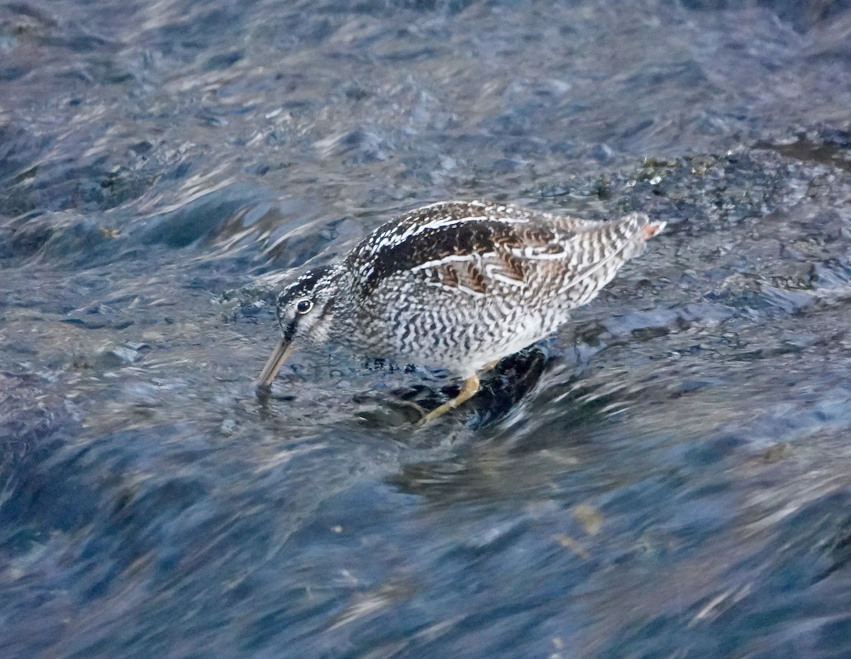 Solitary Snipe - ML632096871