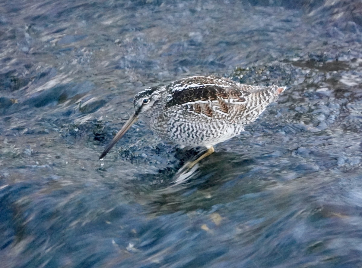 Solitary Snipe - ML632096872