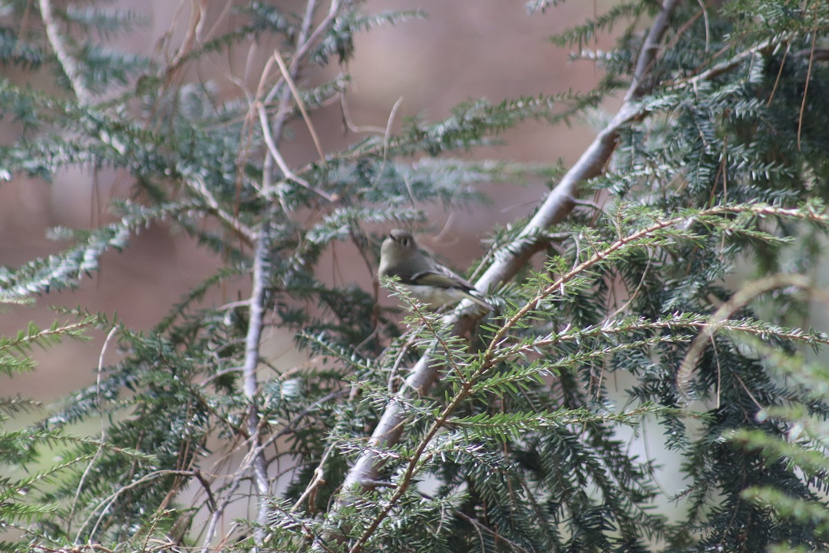 Ruby-crowned Kinglet - ML632096941