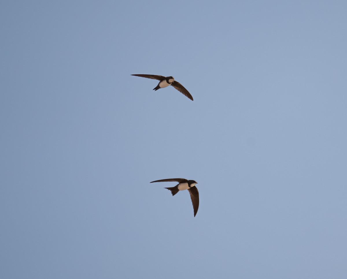 Alpine Swift - ML632097091