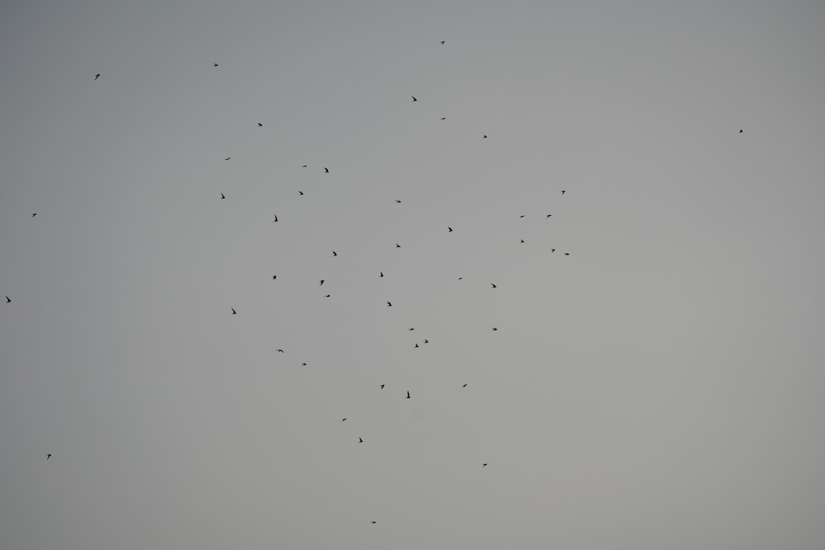 Alpine Swift - ML632097092