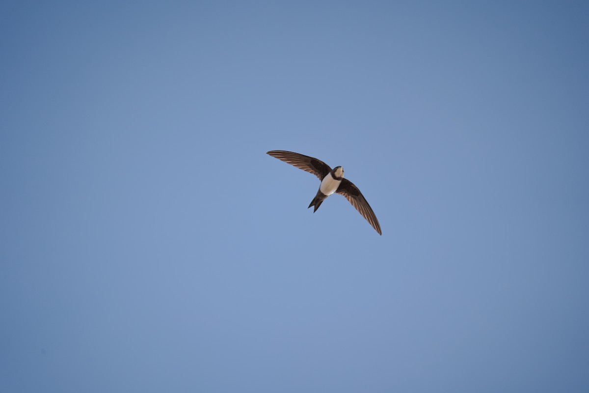 Alpine Swift - ML632097093