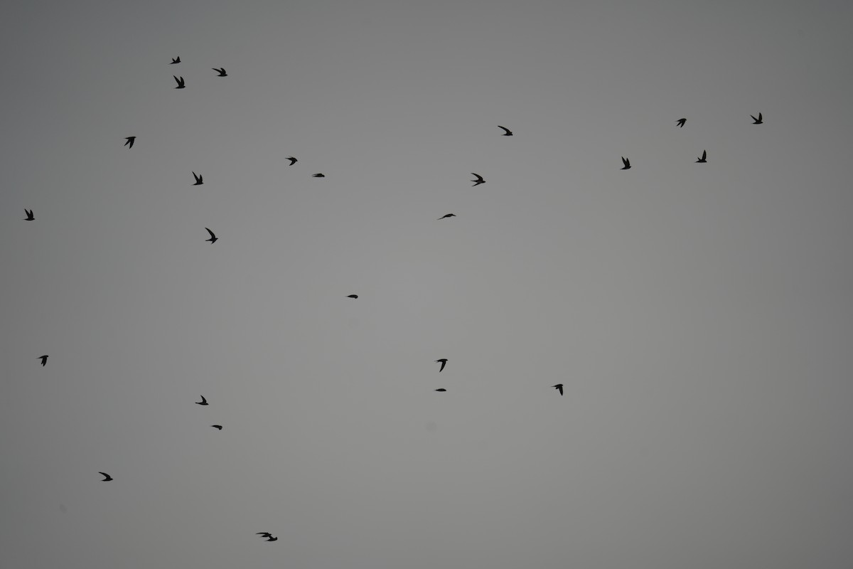 Alpine Swift - ML632097094