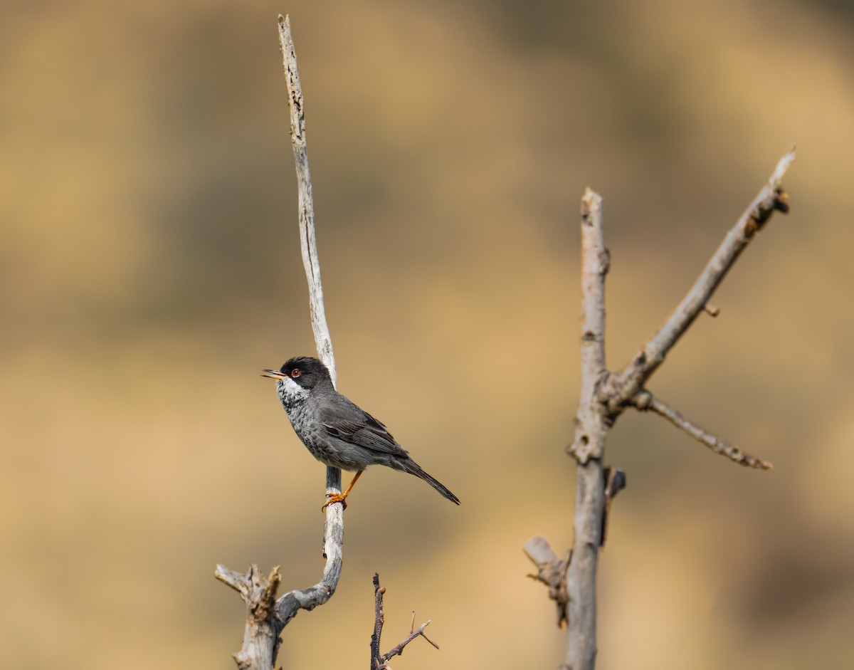 Cyprus Warbler - ML632097102