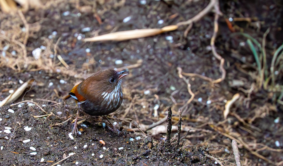 Brown-throated Fulvetta - ML632097143