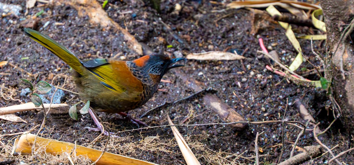 Chestnut-crowned Laughingthrush - ML632097179