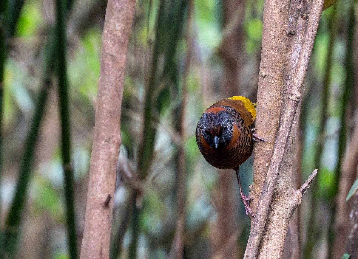 Chestnut-crowned Laughingthrush - ML632097188