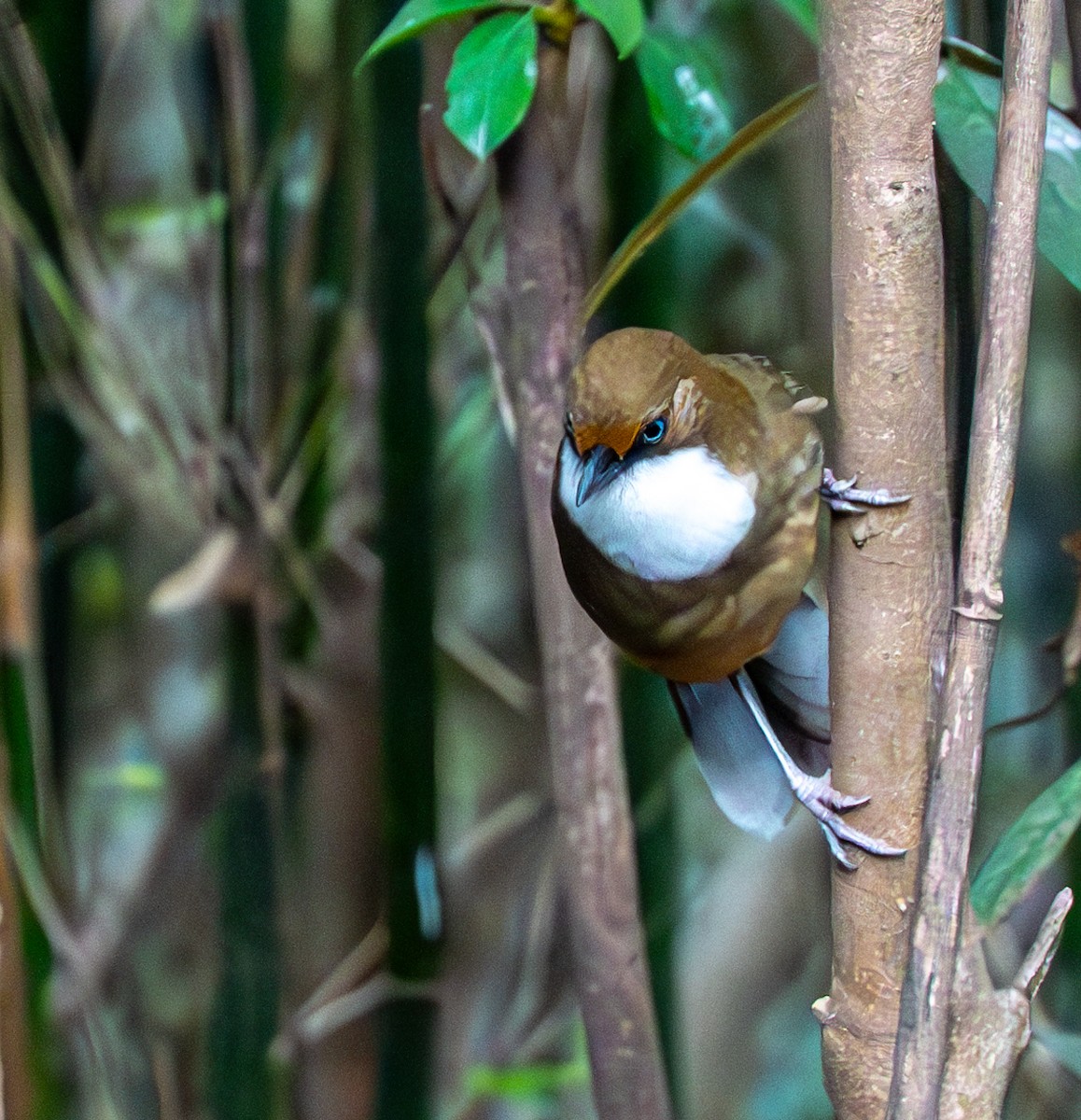 White-throated Laughingthrush - ML632097199