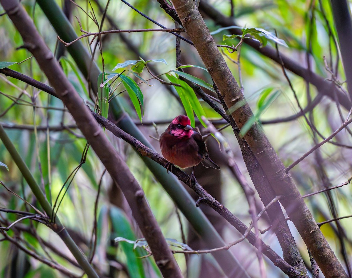 Dark-breasted Rosefinch - ML632097219