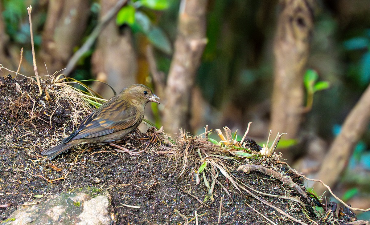 Dark-breasted Rosefinch - ML632097232