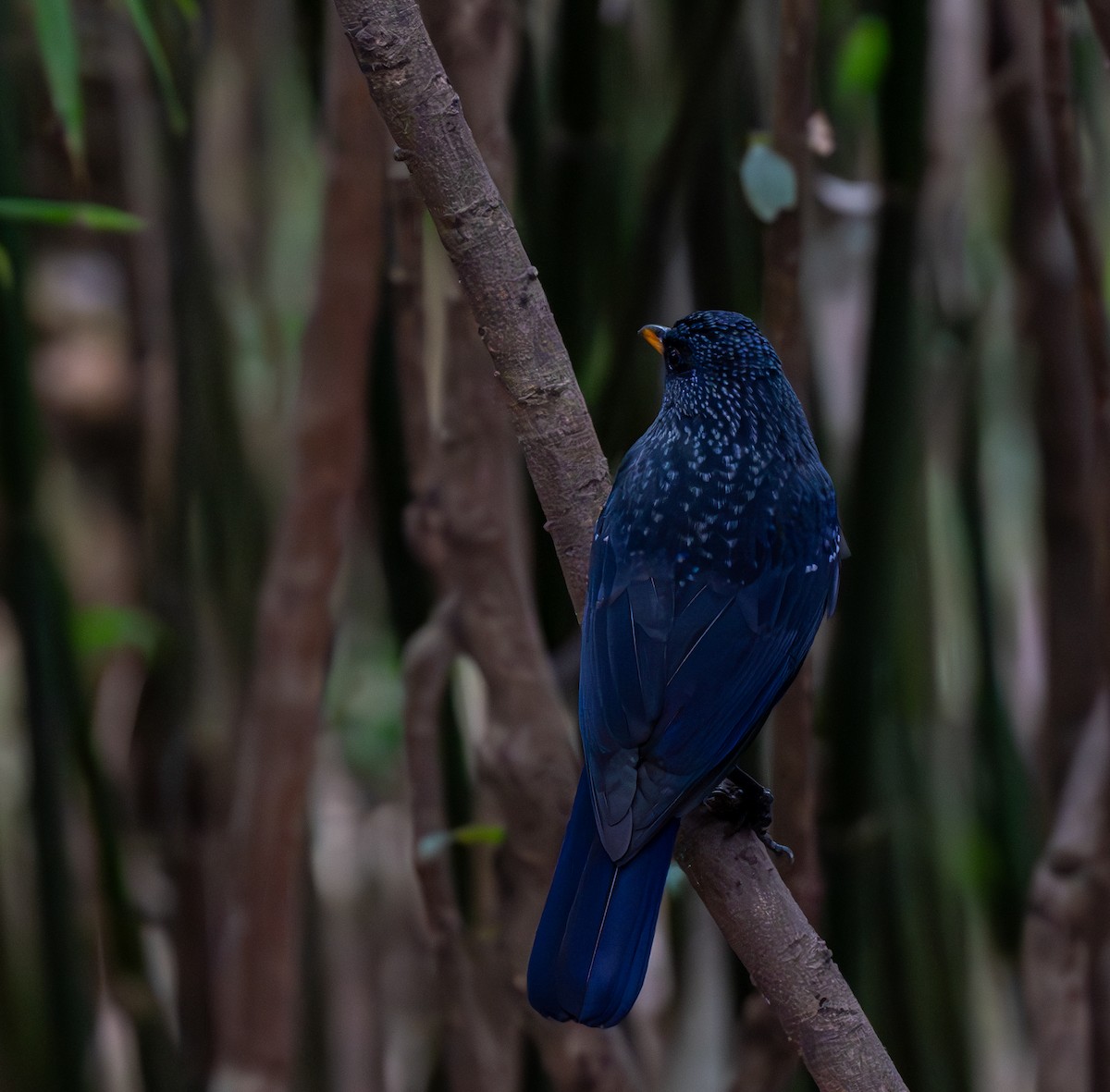Blue Whistling-Thrush - ML632097405