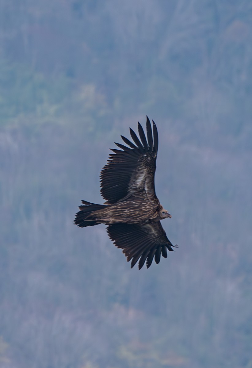 Himalayan Griffon - ML632097484