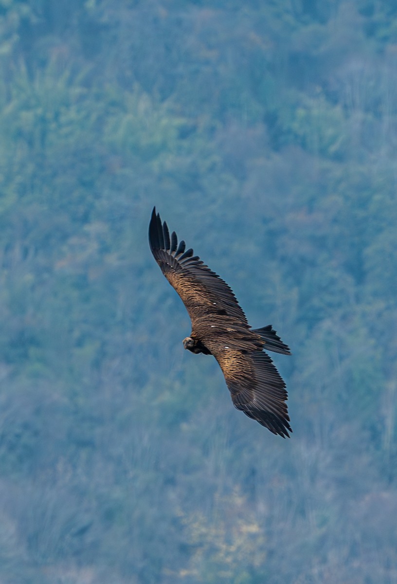 Himalayan Griffon - ML632097485
