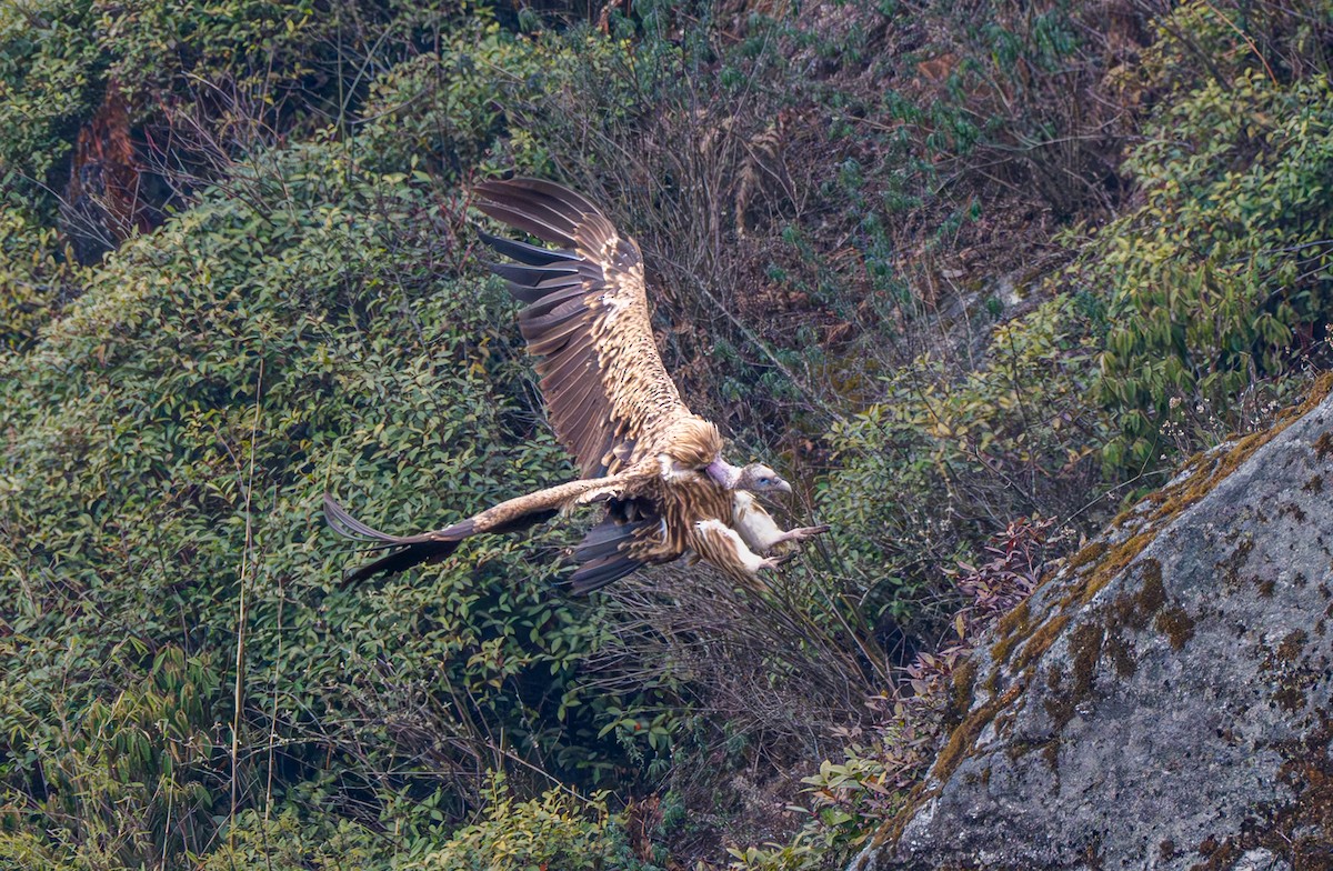 Himalayan Griffon - ML632097486