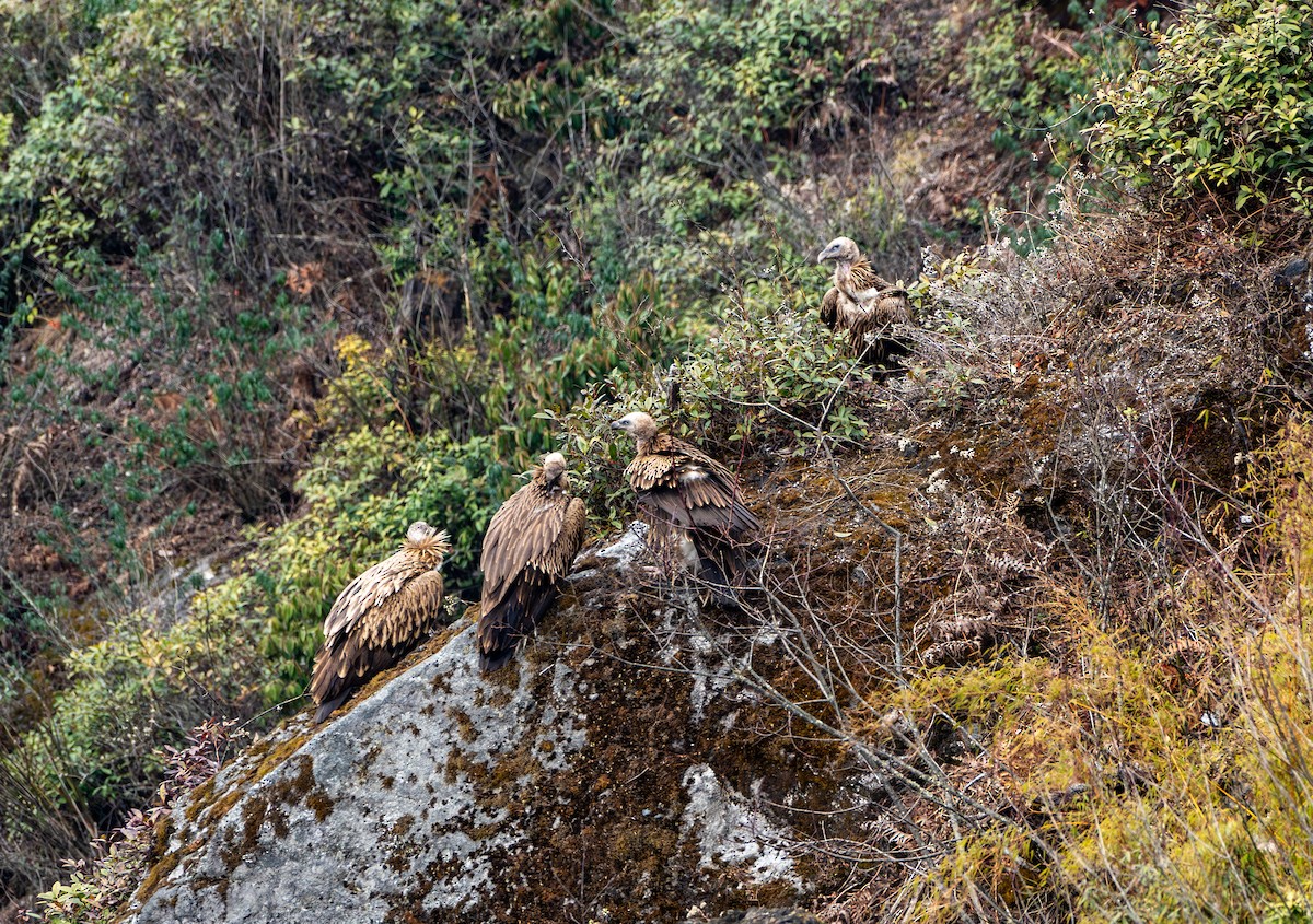 Himalayan Griffon - ML632097487