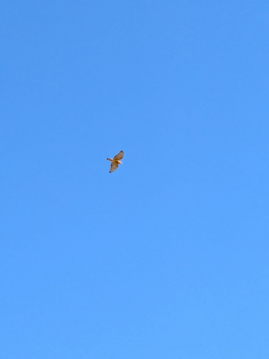 Red-shouldered Hawk - ML632097551