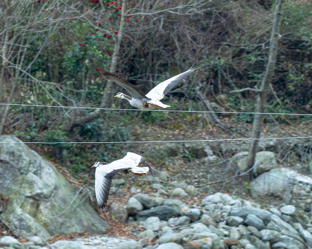 Bar-headed Goose - ML632097562