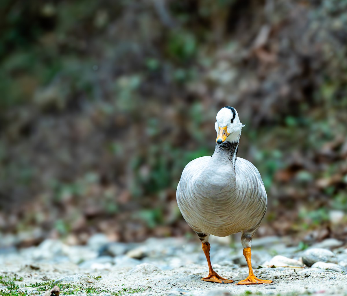 Bar-headed Goose - ML632097563