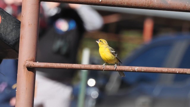 オウゴンイカル - ML632097578