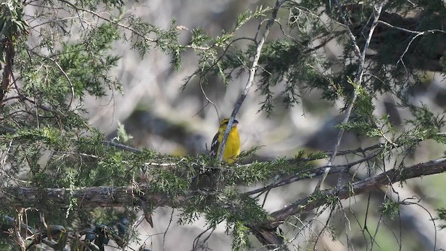 オウゴンイカル - ML632097579
