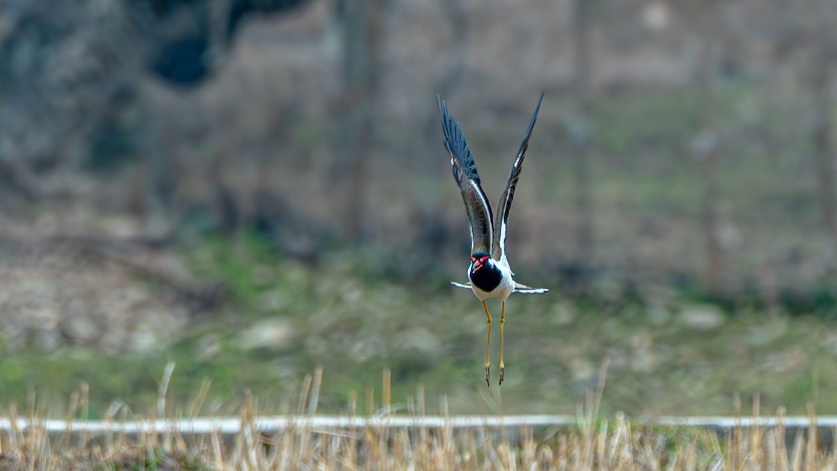 Red-wattled Lapwing - ML632097580