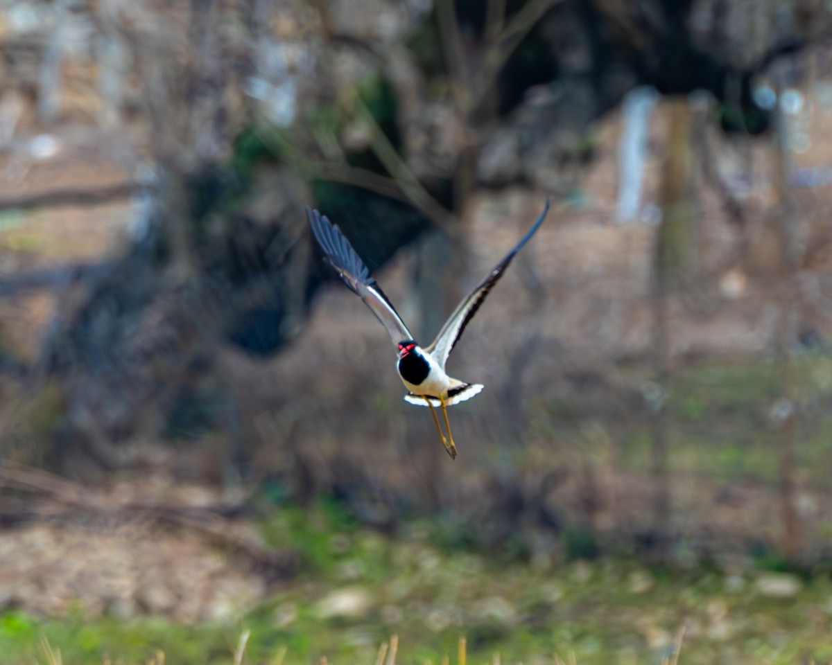 Red-wattled Lapwing - ML632097581