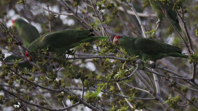 Red-crowned Amazon - ML632097611