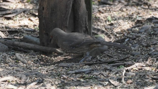 Curve-billed Thrasher - ML632097622