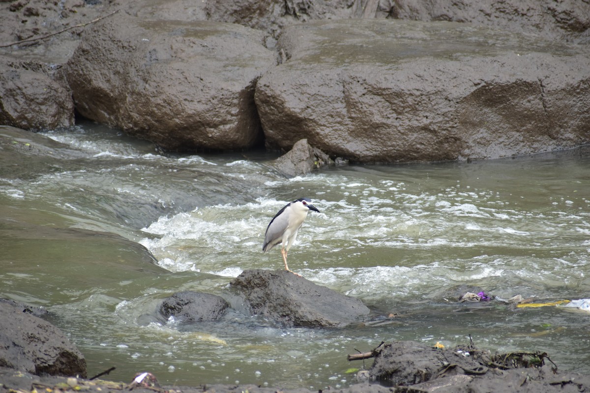 Black-crowned Night Heron - ML632097632