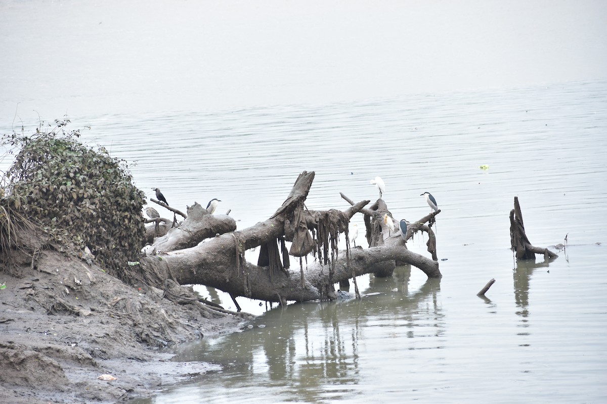 Black-crowned Night Heron - ML632097633