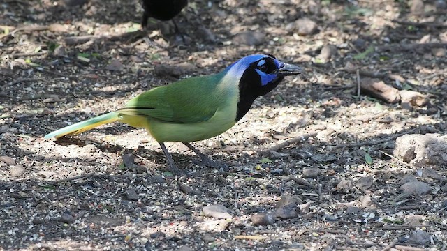 Green Jay - ML632097634