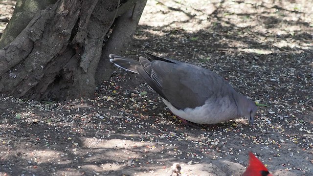 White-tipped Dove - ML632097641