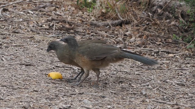 Plain Chachalaca - ML632097654