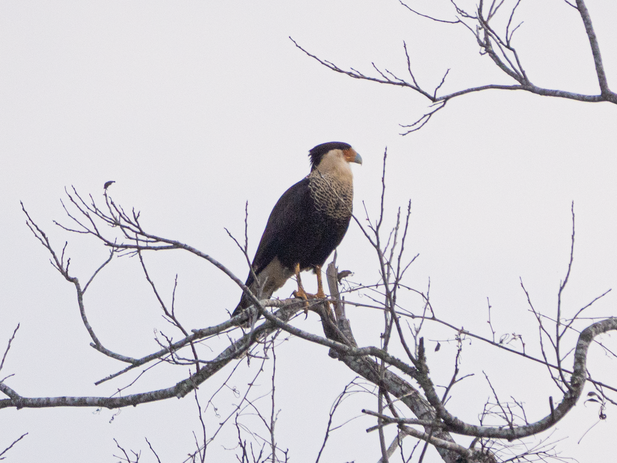 Crested Caracara - ML632097665