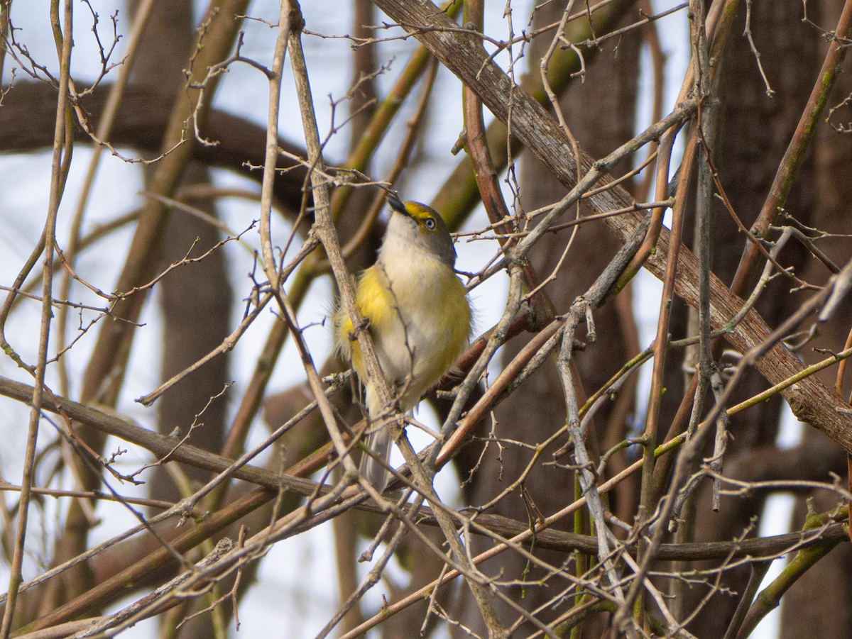 White-eyed Vireo - ML632097670