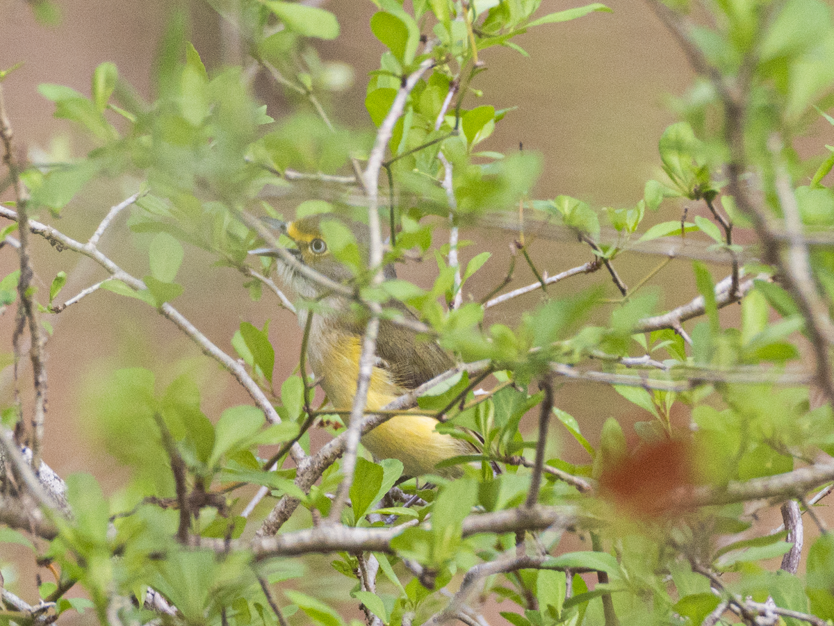 White-eyed Vireo - ML632097671