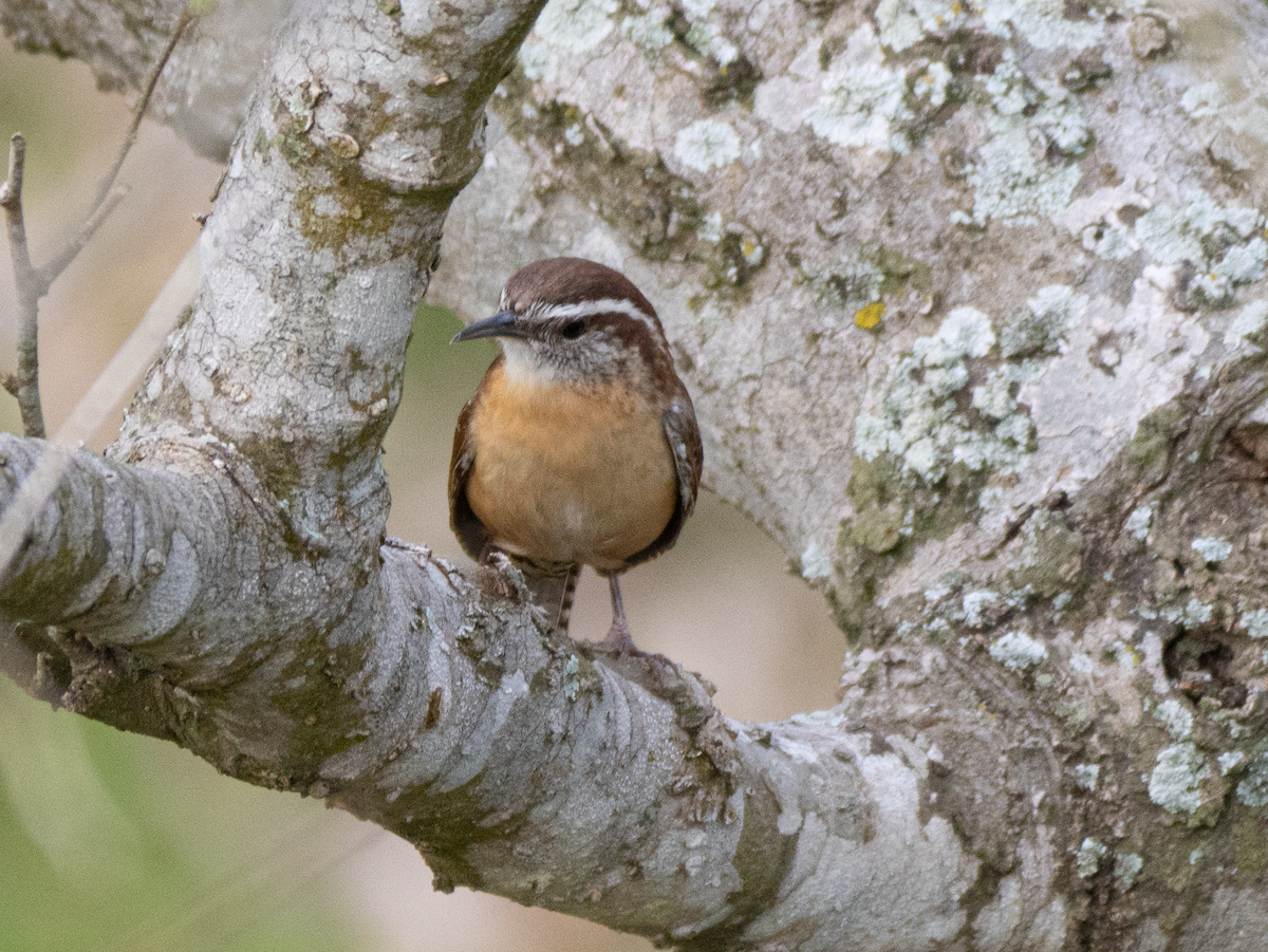 Carolina Wren - ML632097681