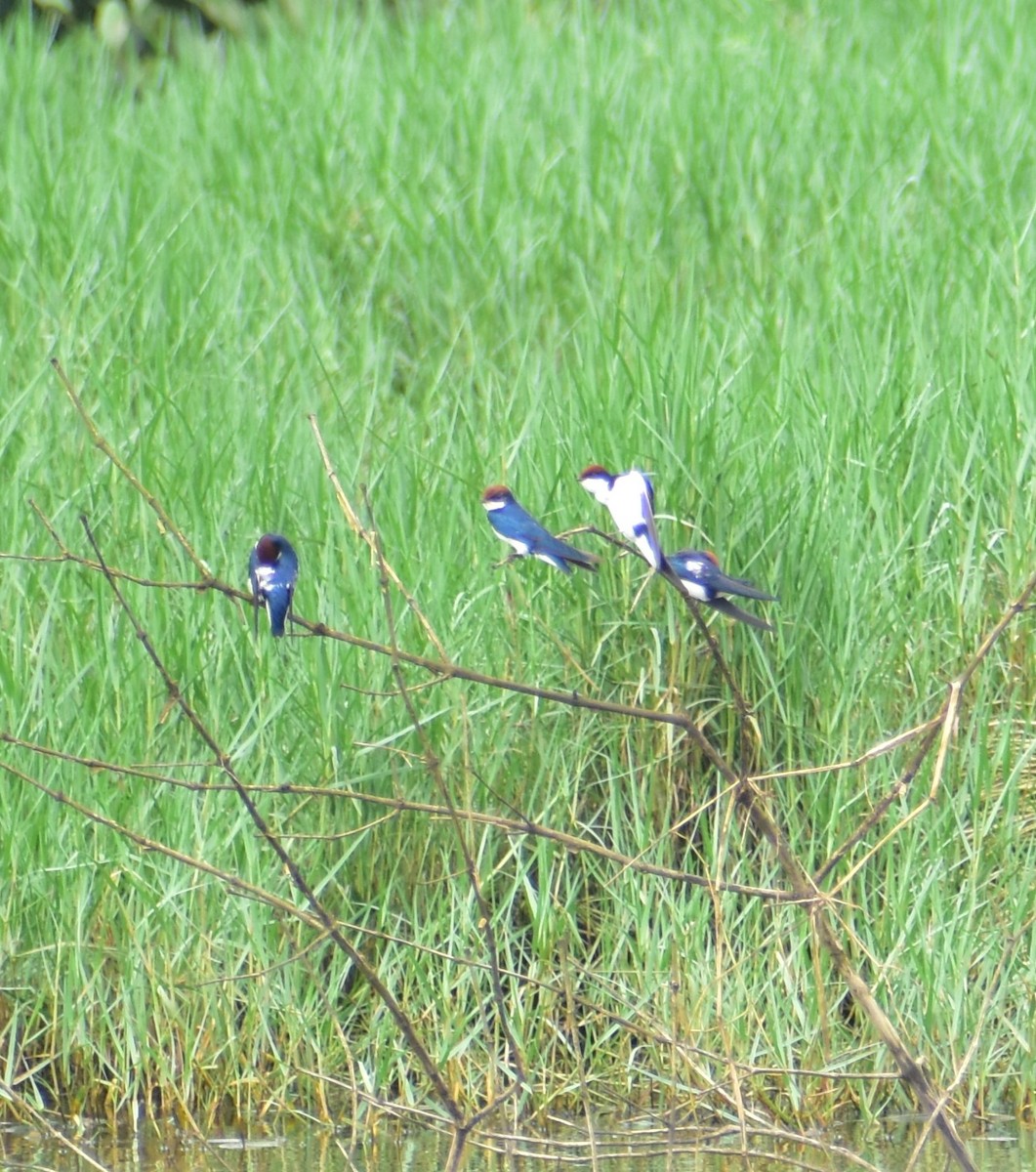 Wire-tailed Swallow - ML632097814
