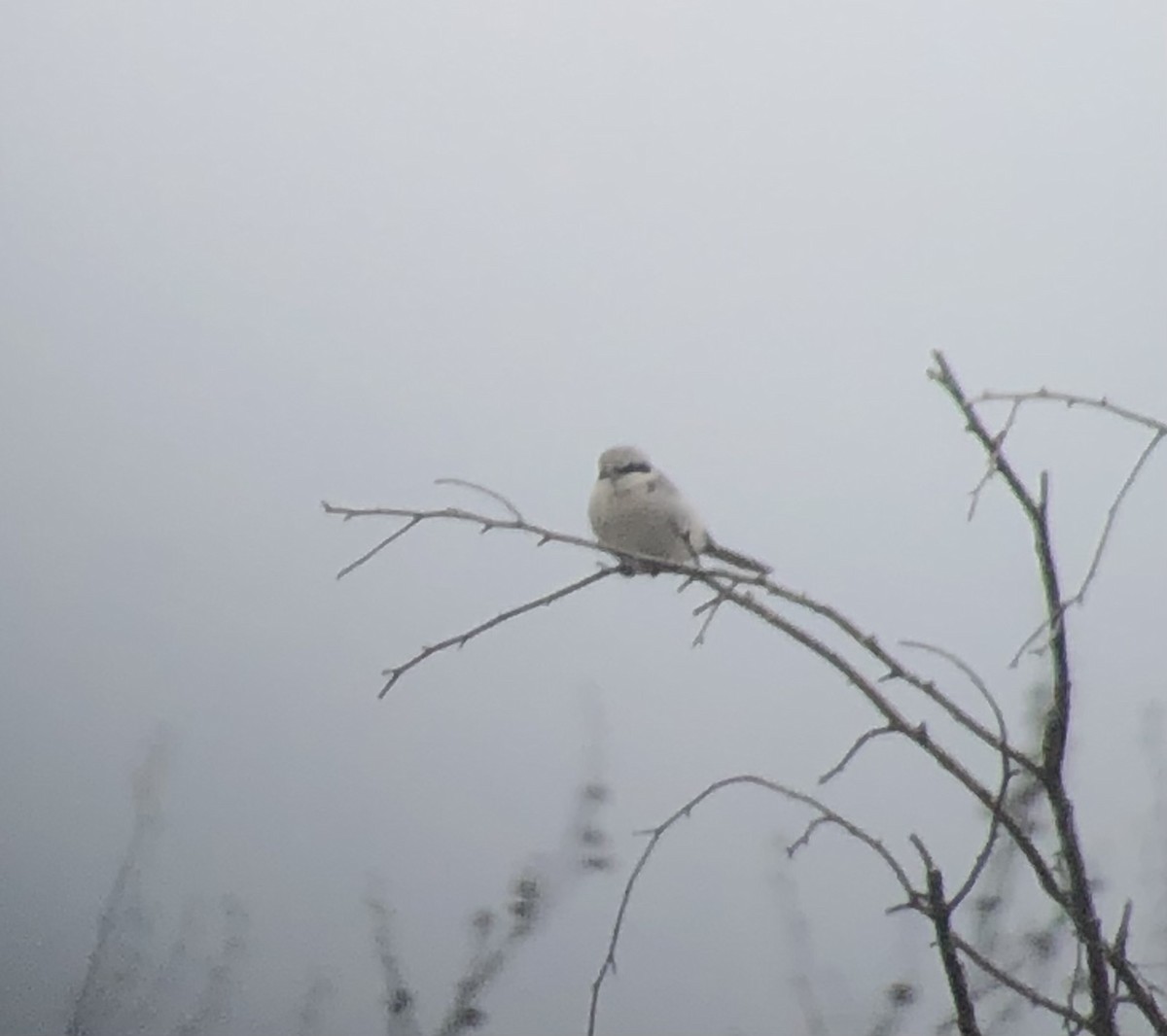 חנקן גדול - ML632097877