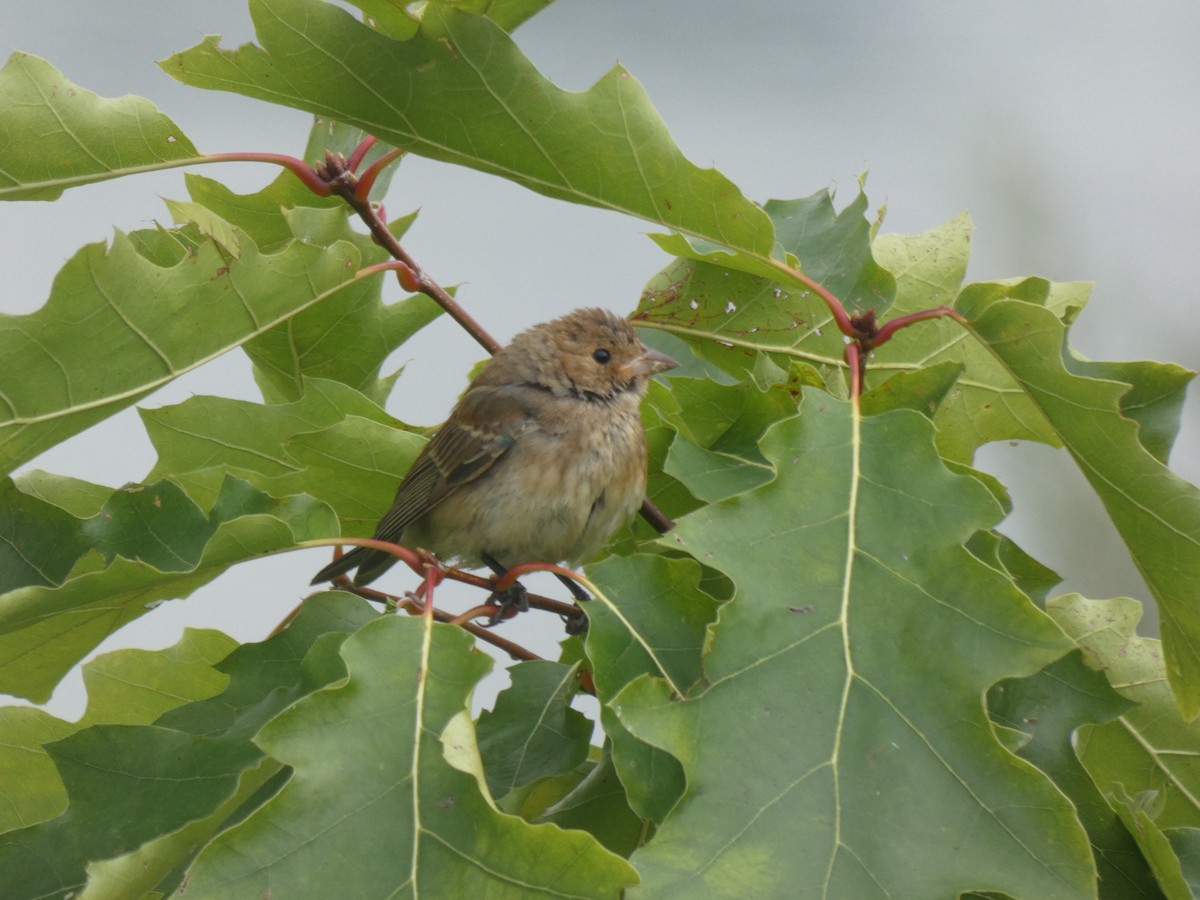 Indigo Bunting - ML632097906