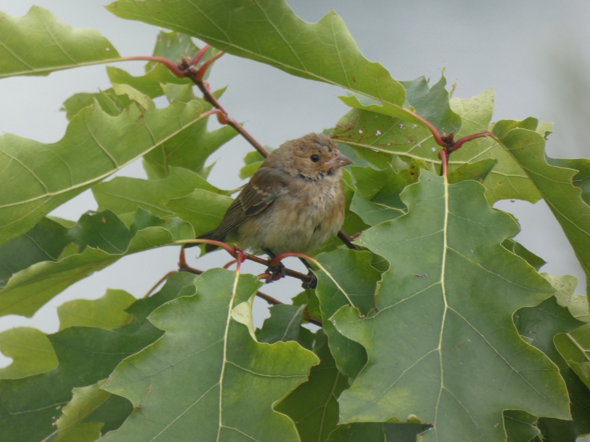 Indigo Bunting - ML632097907