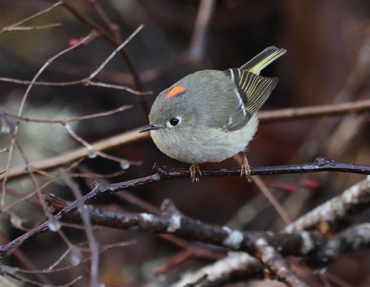 Ruby-crowned Kinglet - ML632097982