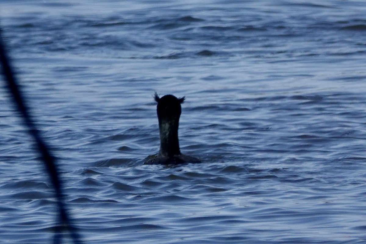 Double-crested Cormorant - ML632098037