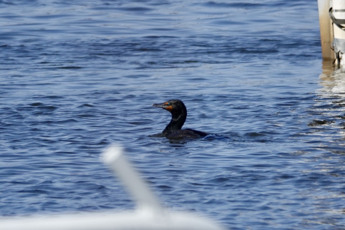 Double-crested Cormorant - ML632098039
