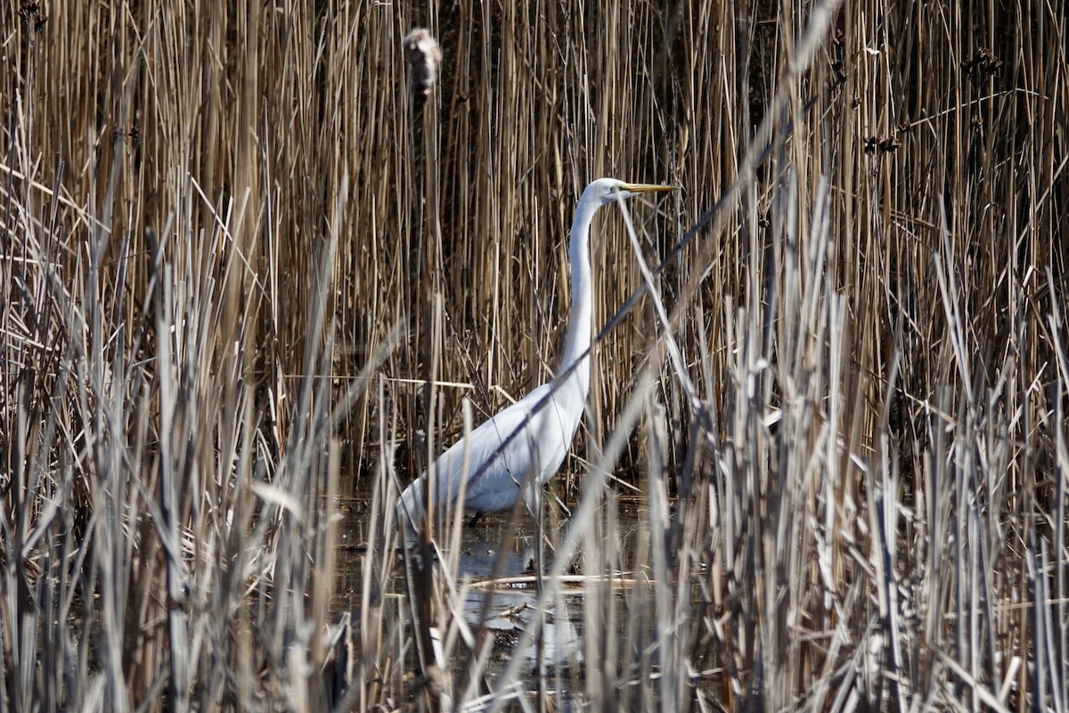Great Egret - ML632098045