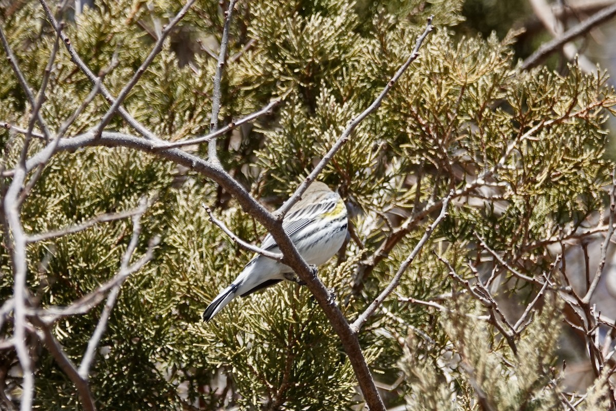Yellow-rumped Warbler - ML632098057